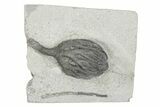 Fossil Crinoid (Taxocrinus) - Crawfordsville, Indiana #232151-1